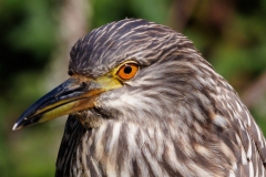 Black-Crested Night Heron