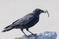 American Crow