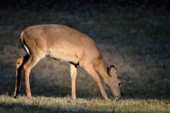 Samantha-McDaniel_29343