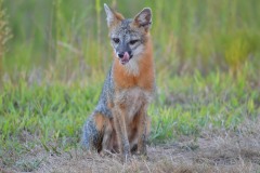 Samantha-McDaniel_29344