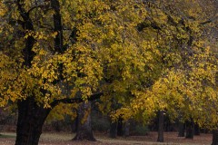 Moss003-1