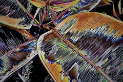 Ficus leaves abstract