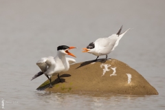Royal Tern