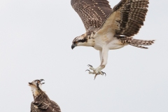 On a cloudy summer morning, I was out kayaking and got to watch these two fledgling osprey (siblings) make high-speed passes around each other. Their nest is out of frame (below) on a platform. They would launch off of one of the support pilings, make a loop around the surrounding area, and then attempt to land. Most of the time they ended up overshooting, resulting in another high-speed fly-by.