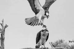 Osprey