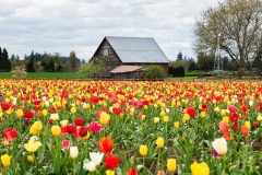 Oregon & California