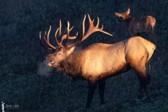 Bull Elk Bugling at Sunrise