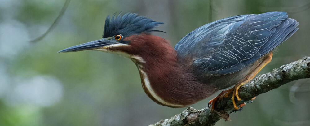 Colonial Nature Photography Club