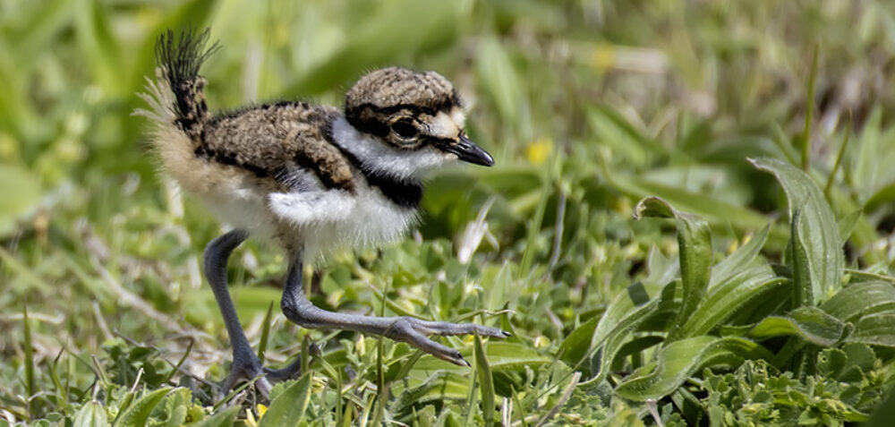 Colonial Nature Photography Club