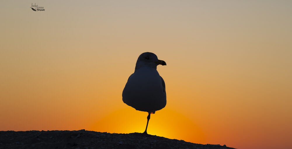 Colonial Nature Photography Club