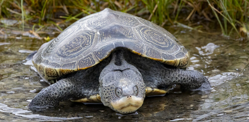 Colonial Nature Photography Club