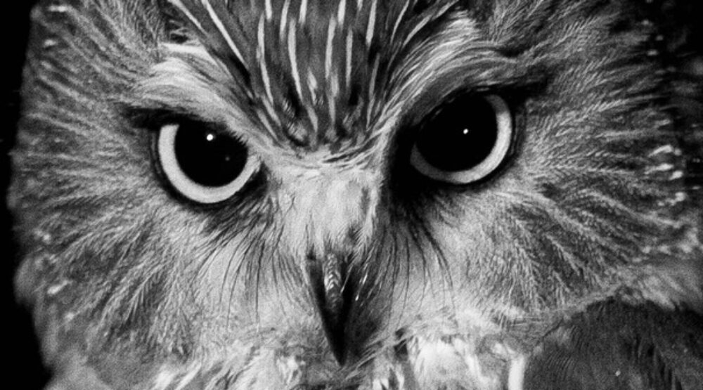 Colonial Nature Photography Club