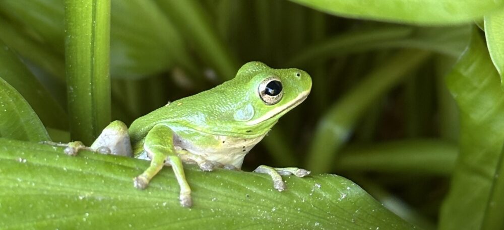 Colonial Nature Photography Club