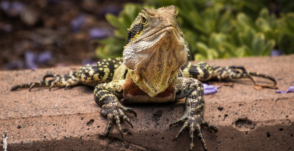 Colonial Nature Photography Club